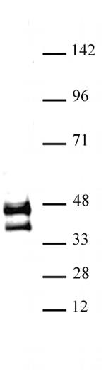 JunD Antibody in Western Blot (WB)