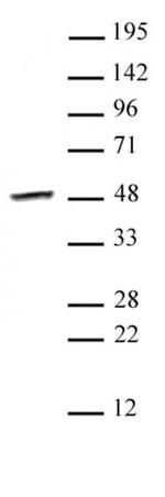 Smyd3 Antibody in Western Blot (WB)