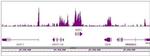 Nanog Antibody in ChIP-Sequencing (ChIP-Seq)