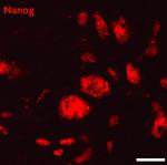 Nanog Antibody in Immunocytochemistry (ICC/IF)