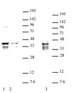 Nanog Antibody in Western Blot (WB)