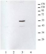 Histone macroH2A1.2 Antibody in Western Blot (WB)