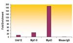 Histone H3K27me2 Antibody in ChIP Assay (ChIP)