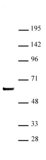 SETD7 / SET7 Antibody in Western Blot (WB)