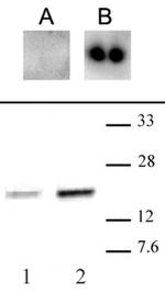 Phospho-CENP-A (Ser18) Antibody in Western Blot (WB)
