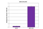 BRD3 Antibody in ChIP Assay (ChIP)