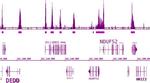 BRD3 Antibody in ChIP-Sequencing (ChIP-Seq)