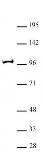 BAP1 Antibody in Western Blot (WB)