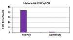 Histone H4 Antibody in ChIP Assay (ChIP)