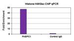 Histone H4K8ac Antibody in ChIP Assay (ChIP)