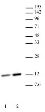 Histone H4K12ac Antibody in Western Blot (WB)