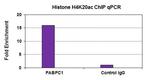 Histone H4K20ac Antibody in ChIP Assay (ChIP)