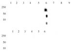 Histone H4K20me2 Antibody in Dot Blot (DB)