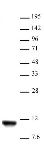 Histone H4K20me2 Antibody in Western Blot (WB)