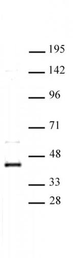 CDK9 Antibody in Western Blot (WB)