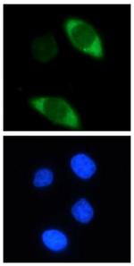 Cas9 Antibody in Immunocytochemistry (ICC/IF)