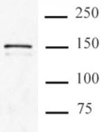 Cas9 Antibody in Immunoprecipitation (IP)