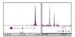 NRF2 Antibody in ChIP-Sequencing (ChIP-Seq)