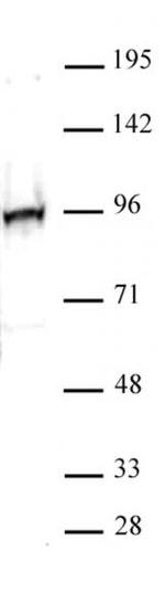 NRF2 Antibody in Western Blot (WB)