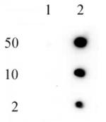 Histone H2AQ104me1 Antibody in Dot Blot (DB)