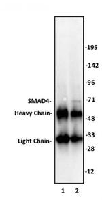 SMAD4 Antibody in Immunoprecipitation (IP)