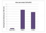 Histone H3ac (pan-acetyl) Antibody in ChIP Assay (ChIP)