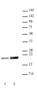 Histone H3ac (pan-acetyl) Antibody in Western Blot (WB)