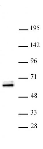 TEAD1 Antibody in Western Blot (WB)