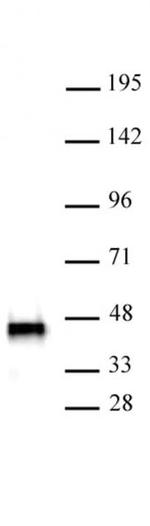 SMARCB1 Antibody in Western Blot (WB)