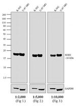 Mouse IgG (H+L) Secondary Antibody in Western Blot (WB)