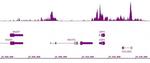 Histone H3K9ac Antibody in ChIP-Sequencing (ChIP-Seq)