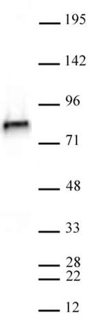 NCAPH2 Antibody in Western Blot (WB)