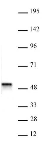 ACTL6B Antibody in Western Blot (WB)