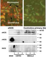 nNOS Antibody in Western Blot (WB)