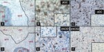 nNOS Antibody in Immunohistochemistry (IHC)