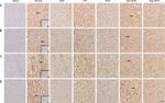 nNOS Antibody in Immunohistochemistry (IHC)