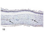 nNOS Antibody in Immunohistochemistry (Paraffin) (IHC (P))