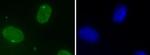 DHX9 Antibody in Immunocytochemistry (ICC/IF)