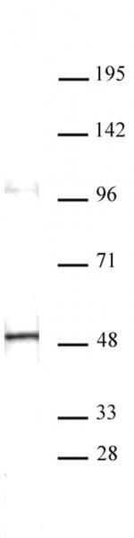 Aurora A Antibody in Western Blot (WB)