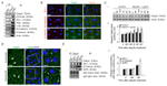 beta Catenin Antibody in Immunocytochemistry (ICC/IF)