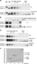 ERK1/ERK2 Antibody in Western Blot (WB)