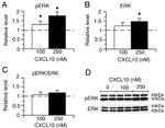 ERK1/ERK2 Antibody in Western Blot (WB)