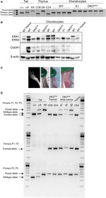 ERK1/ERK2 Antibody in Western Blot (WB)