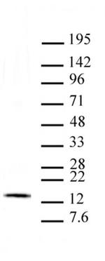 Histone H2Av Antibody in Western Blot (WB)