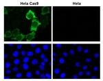 Cas9 Antibody in Immunocytochemistry (ICC/IF)