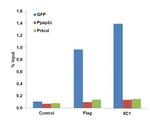 Cas9 Antibody in ChIP Assay (ChIP)