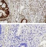 YY1 Antibody in Immunohistochemistry (Paraffin) (IHC (P))