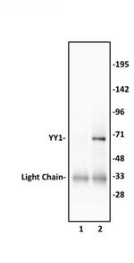 YY1 Antibody in Western Blot (WB)