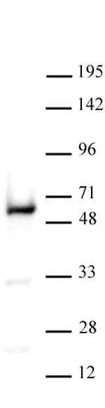 YY1 Antibody in Western Blot (WB)