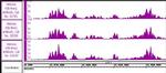 Histone H3K4me1 Antibody in ChIP-Sequencing (ChIP-Seq)